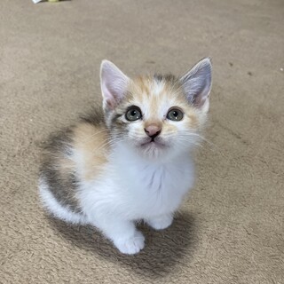 馴れ馴れ パステル三毛 」東京都 - 猫の里親募集(457572) :: ペット