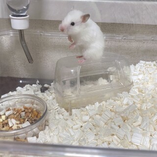 ハムスター