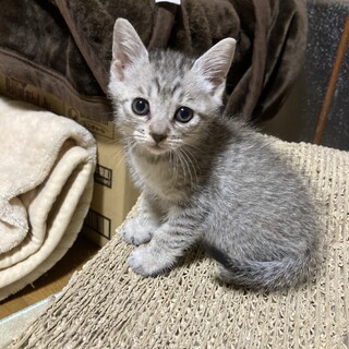 馴れ馴れ　小さいけど勝ち気　うるめちゃん　1ヶ月半