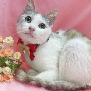 珍しいパステル三毛の男の子『しらたま君』