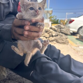可愛いネコちゃんを家族に迎え入れてください！