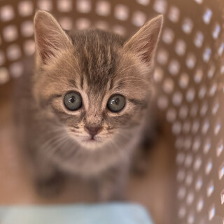 おてんばダイアナ✴︎グレー