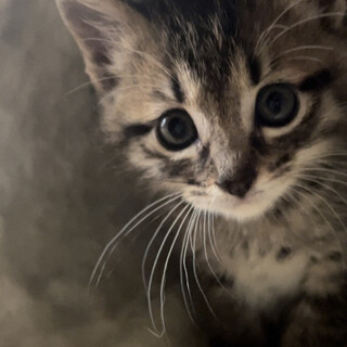 アルテミスは元気で優しい男の子