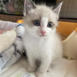 ラグドール風ブルーアイ6週男の子