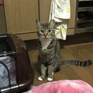 すりごろ　なつっこいキジトラ女の子♪