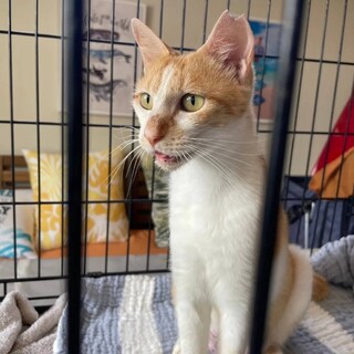 とってもおしゃべり甘えん坊な4兄弟の母♡　ララァ