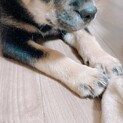 子犬★発育順調