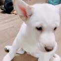 子犬★発育順調