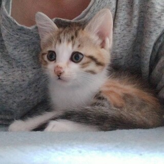 美人の予感♡丸顔の可愛い三毛ちゃん　アイ