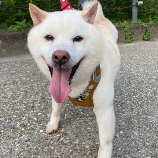 いつもニコニコ笑顔の甘えん坊さん♡柴犬男の子
