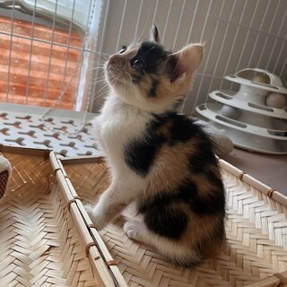 うるうるの目がかわいい♀三毛猫 クロエ