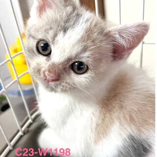 C23-W1198　可愛過ぎるスコベビー♪