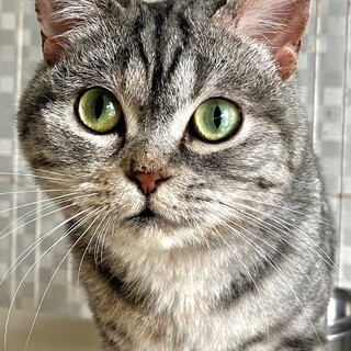 C23-1187　とても人懐っこい母猫♪