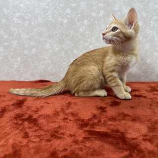 3兄弟お手手繋いで譲渡会！幸せ掴め❤️ぽこぽん