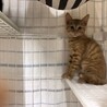 とても可愛い茶トラ子猫のふく！ サムネイル2