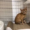 とても可愛い茶トラ子猫のふく！ サムネイル3