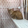 とても可愛い茶トラ子猫のふく！ サムネイル6