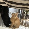 とても可愛い茶トラ子猫のふく！ サムネイル7