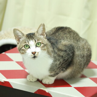 おしとやかで甘えん坊なキジ白女の子♥️