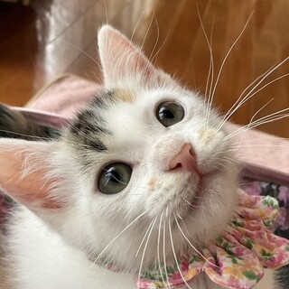 白三毛好きにはたまらない♡甘えん坊のふうです！
