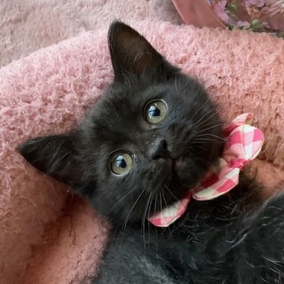 テディベアみたいな愛らしい女の子、りんです♡