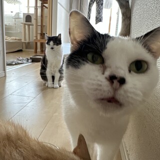 小柄で美人ハート柄の白三毛ちゃん