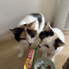 小柄で美人ハート柄の白三毛ちゃん サムネイル4