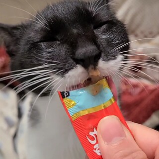 ゴロゴロ甘々なマスク顔の男の子『まめっち』