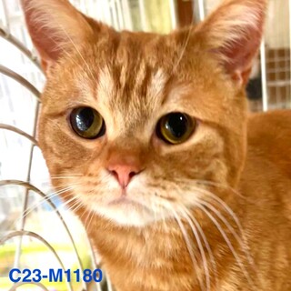 C23-M1180　大人しくてかわいい子♪