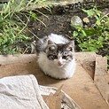 キジトラハチワレの可愛い子猫