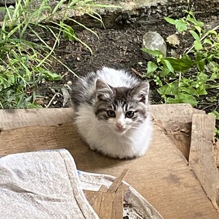 キジトラハチワレの可愛い子猫