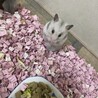 つぶあんたま