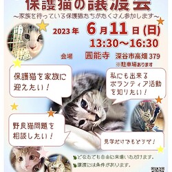 ～保護猫譲渡会～Byもひかん王国