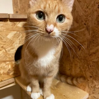 グリーンのおめめが可愛い☆さくらちゃん