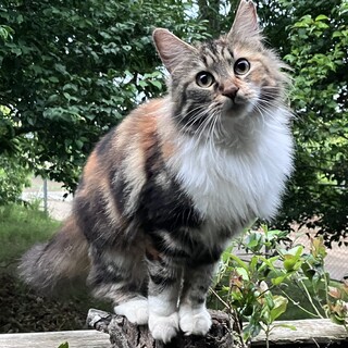 人懐っこい長毛の女の子です