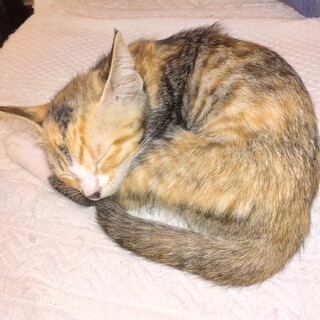 かわいがっていただける方よろしくお願いします。