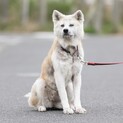 穏やかな秋田犬　夏菜ちゃん