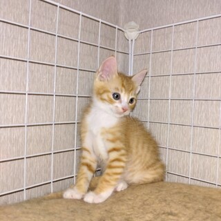 かわいがっていただける方よろしくお願いします。