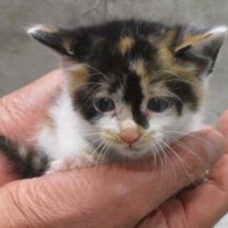 譲渡されました。