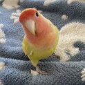 コザクラインコのニコです
