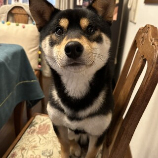 【新しい家族募集】賢い柴犬の男の子(2歳)