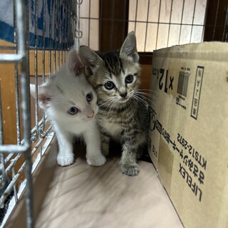 ５週目　白猫　ちびちび　さつきちゃん