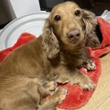10歳くらいのダックスちゃん♩