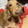 10歳くらいのダックスちゃん♩ サムネイル2