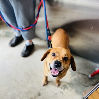 飼い主の家族に保健所に持ち込みされました