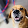 飼い主の家族に保健所に持ち込みされました サムネイル2