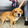 飼い主の家族に保健所に持ち込みされました サムネイル3