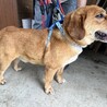飼い主の家族に保健所に持ち込みされました サムネイル4