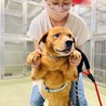 飼い主の家族に保健所に持ち込みされました サムネイル5