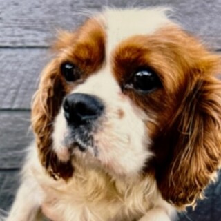 キャバリア　５才　女の子